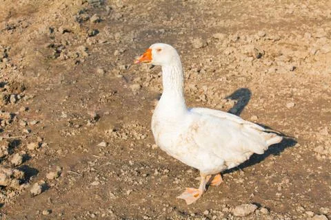 Goose with orange beak Stock Photos