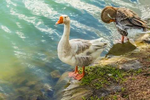 Goose pair Stock Photos