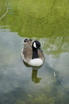 Goose in a Park Environment 库存照片
