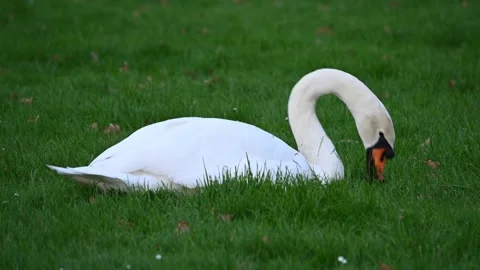 Goose in the park Stock Footage 271350750
