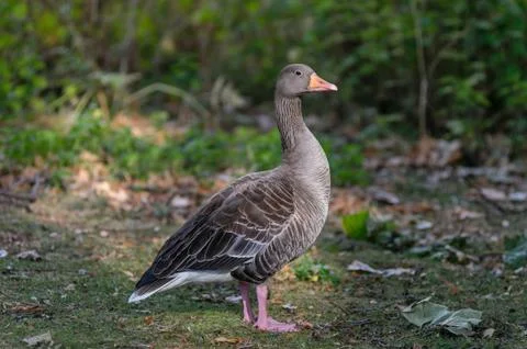 Goose in a park 写真素材