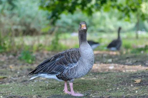 Goose in a park Stock Photos