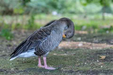 Goose in a park Stock Photos