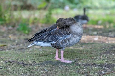 Goose in a park Stock Photos