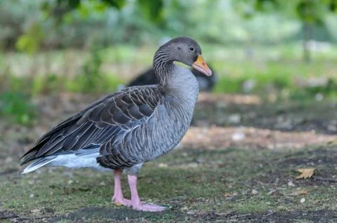 Goose in a park Stock Photos
