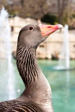 Goose in a park Stock Photos