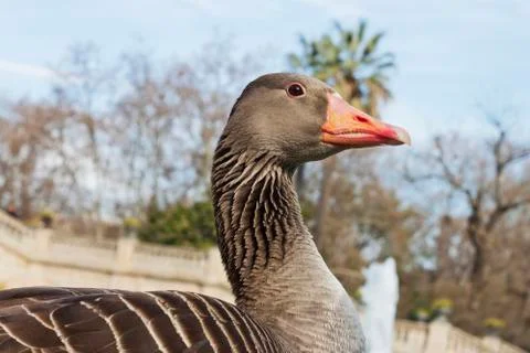 Goose in a park Stock Photos