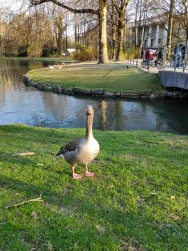 Goose in Park Scene 写真素材