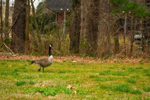 A Goose in a Patch of Grass in a Park in Suburban Pennsylvania Stock Photos