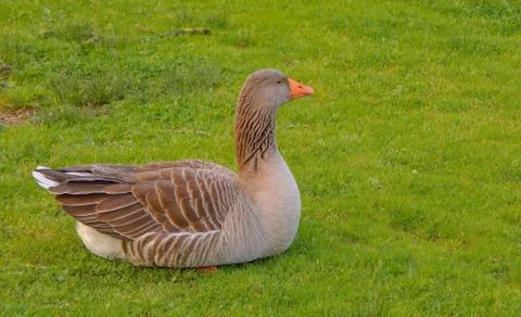 Goose perched on the grass Stock Photos