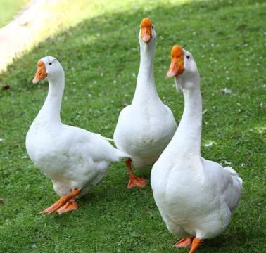 Goose Stock Photos