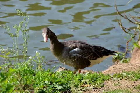 A goose Stock Photos