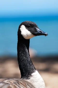 Goose Stock Photos