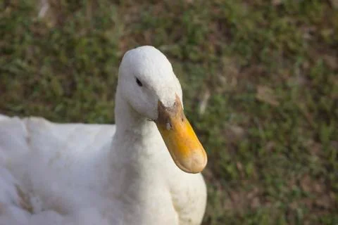 Goose Stock Photos