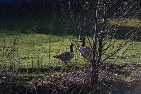 Goose Stock Photos