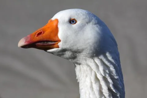 Goose Stock Photos