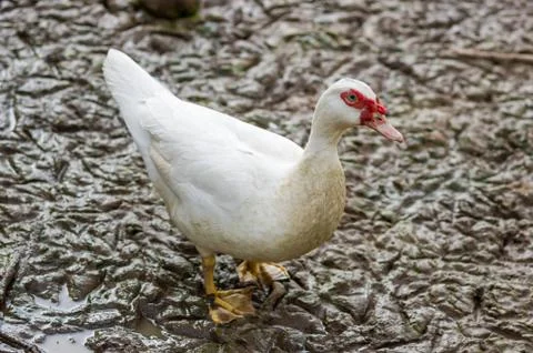 Goose Stock Photos