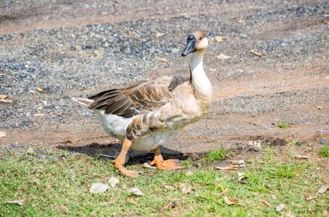 Goose Stock Photos
