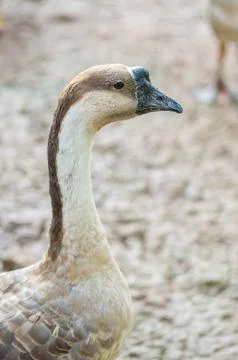 Goose Stock Photos