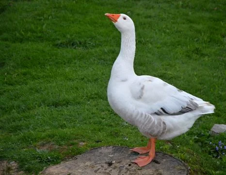 Goose Stock Photos