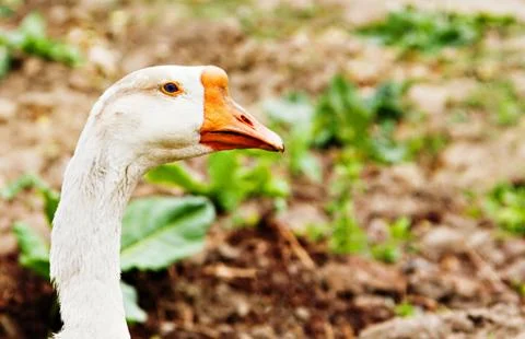 Goose Stock Photos