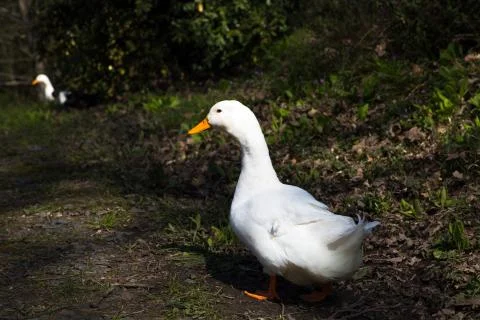 Goose Stock Photos