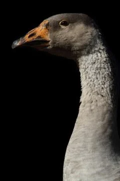 Goose Foto stock