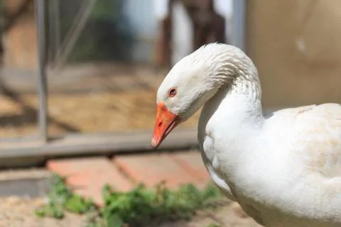 Goose Stock Photos