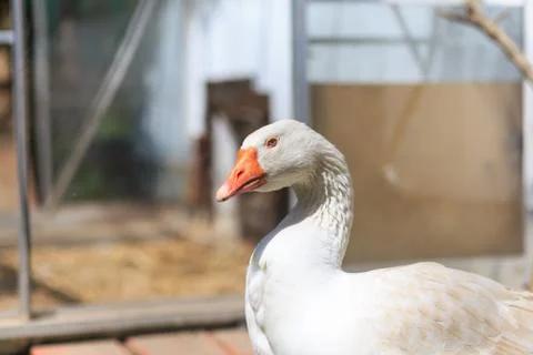 Goose Stock Photos