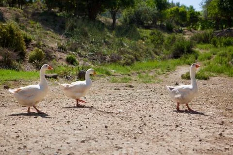 Goose Stock Photos