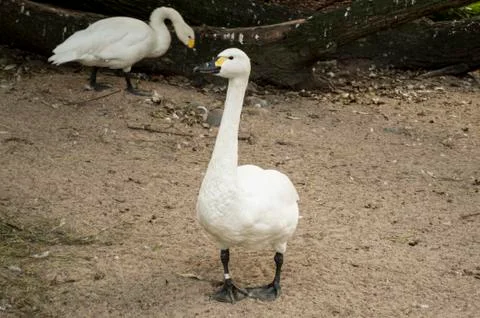 Goose Stock Photos