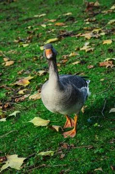 Goose Stock Photos