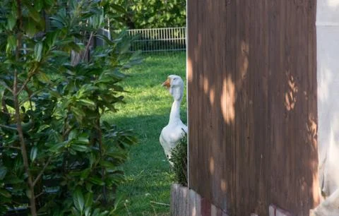 Goose Stock Photos