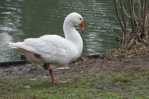 Goose. Stock Photos