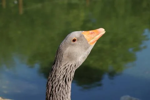 Goose Stock Photos