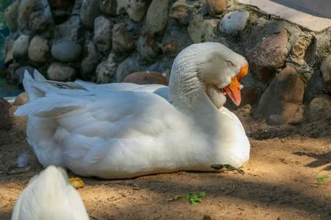 Goose Stock Photos
