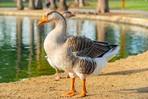 Goose Stock Photos