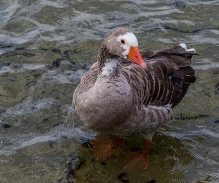 Goose Stock Photos