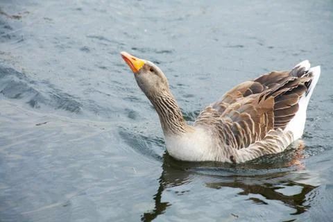 Goose Stock Photos
