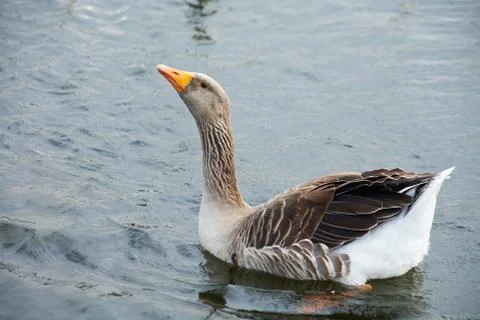 Goose Stock Photos