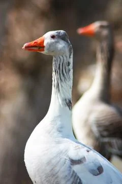 Goose Foto stock