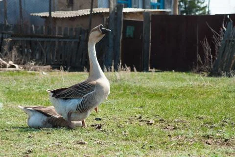 Goose Stock Photos