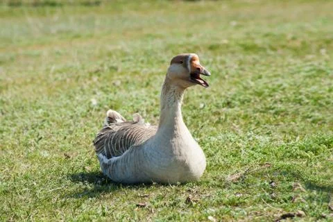 Goose Stock Photos