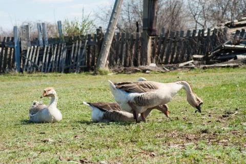 Goose Stock Photos