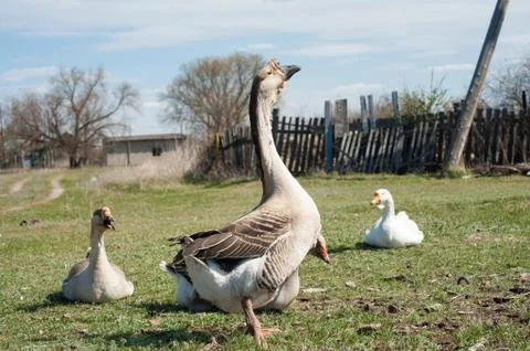 Goose Stock Photos