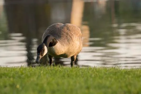 Goose Foto stock