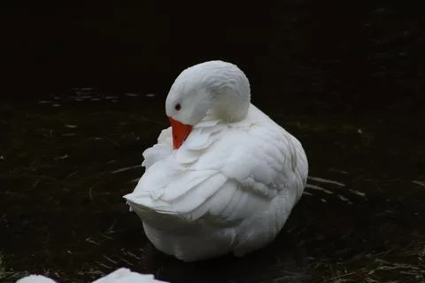 Goose Stock Photos