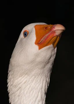 Goose Stockfoto's