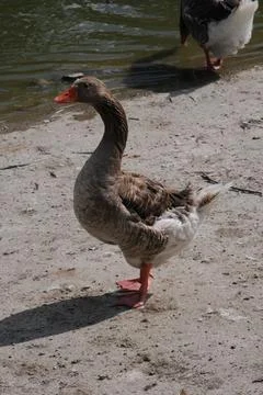 Goose Stock Photos