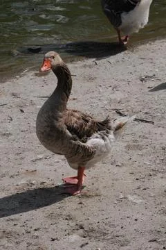 Goose Stock Photos